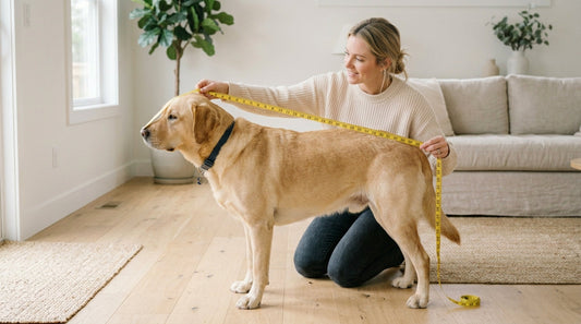 How to choose the right size bed for your dog — the complete guide
