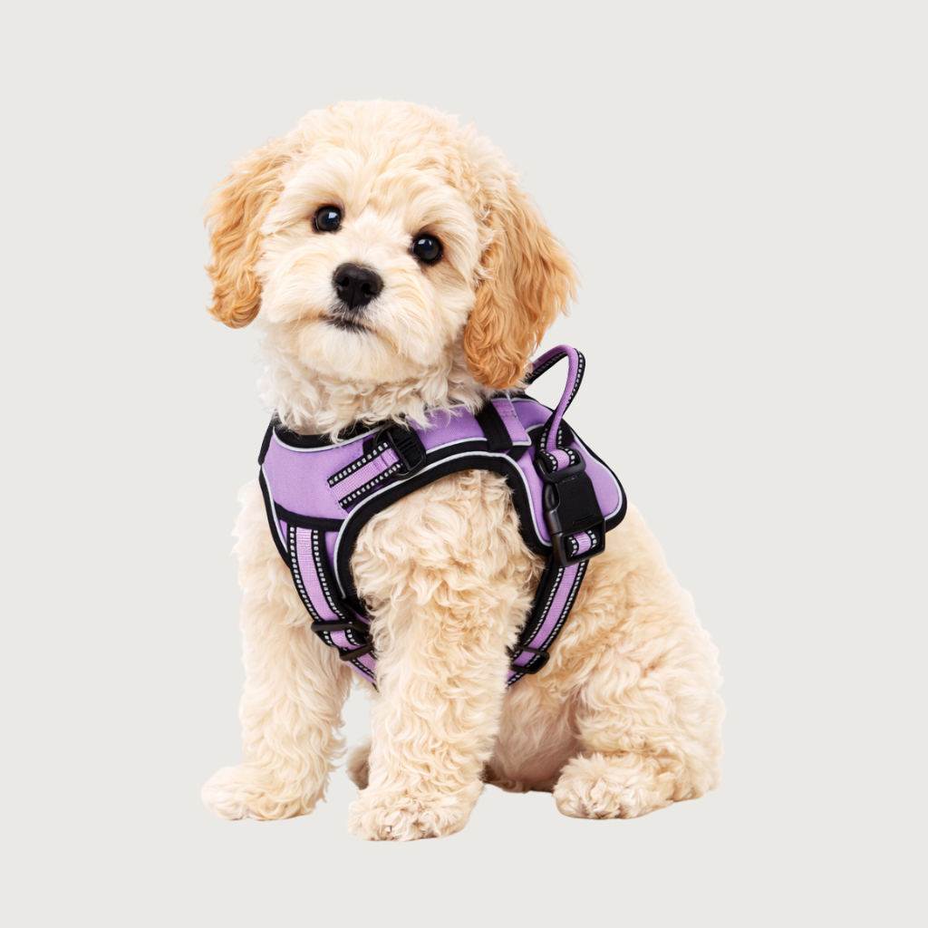 Dog Harness Vest